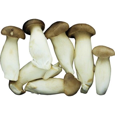 Brauner Kräuter-Seitling 150g x 20