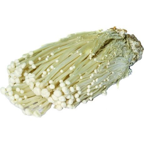 Enoki Pilz 100g x 50