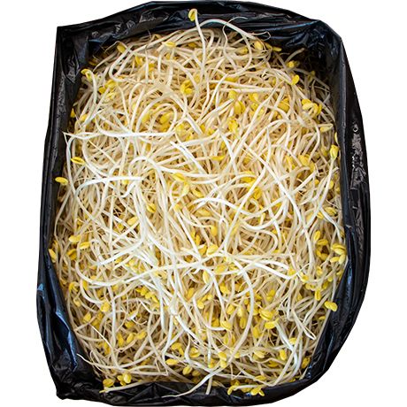 GREEN FARM Sojabohnensprossen 5kg